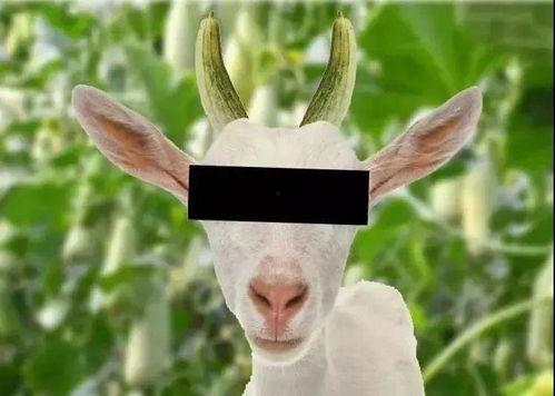 羊了个羊娱乐吃瓜